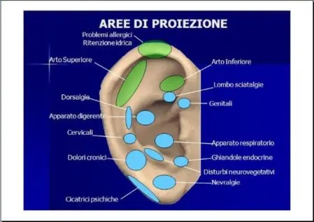 Apprendi l'Auricoloterapia con il dott. P. Ventura