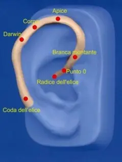 I punti dell'Auricoloterapia nell'elice.